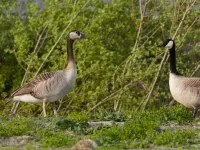 Hybride Grauwe gans x Grote Canadese gans [Anser anser x Branta canadensis]